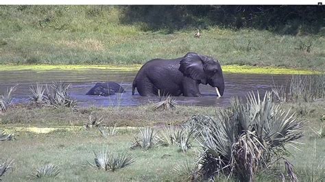 tembe elephant park webcam|Tembe Elefantenpark Online